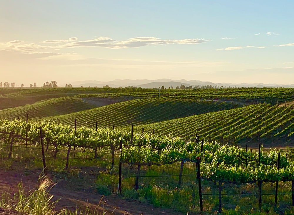 Domaine Chardonnay