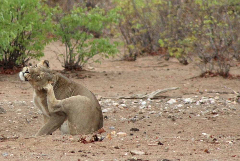 Hobatere Lodge