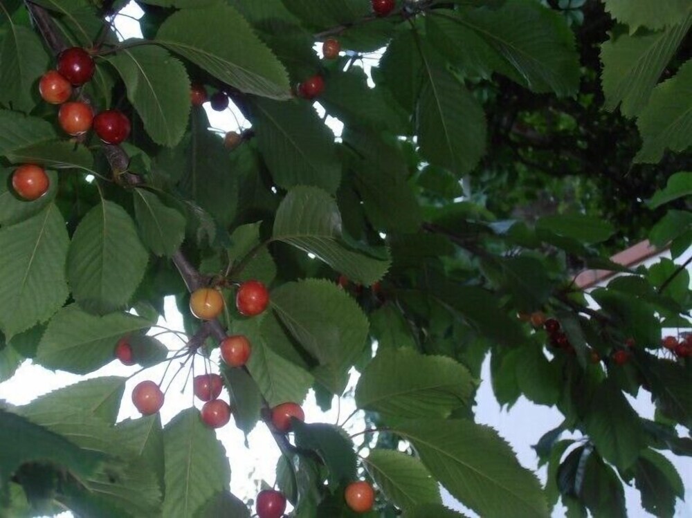 Photo 36