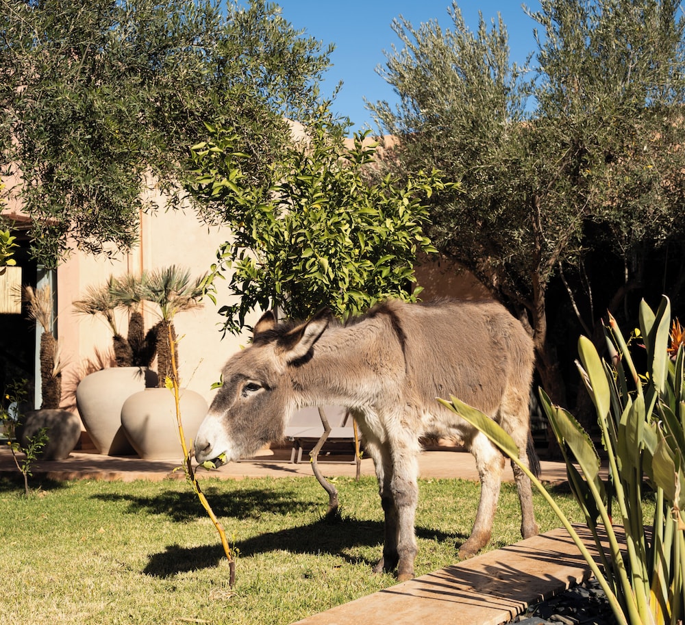 Jardin Sakina