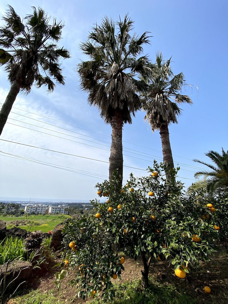 Memory In Jeju Pension