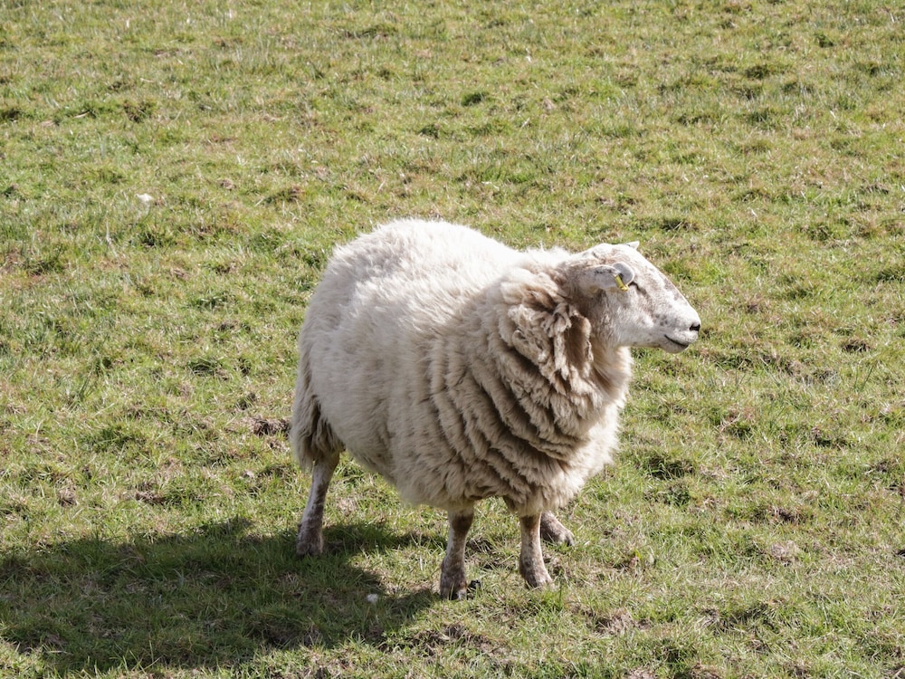 Gorwelion