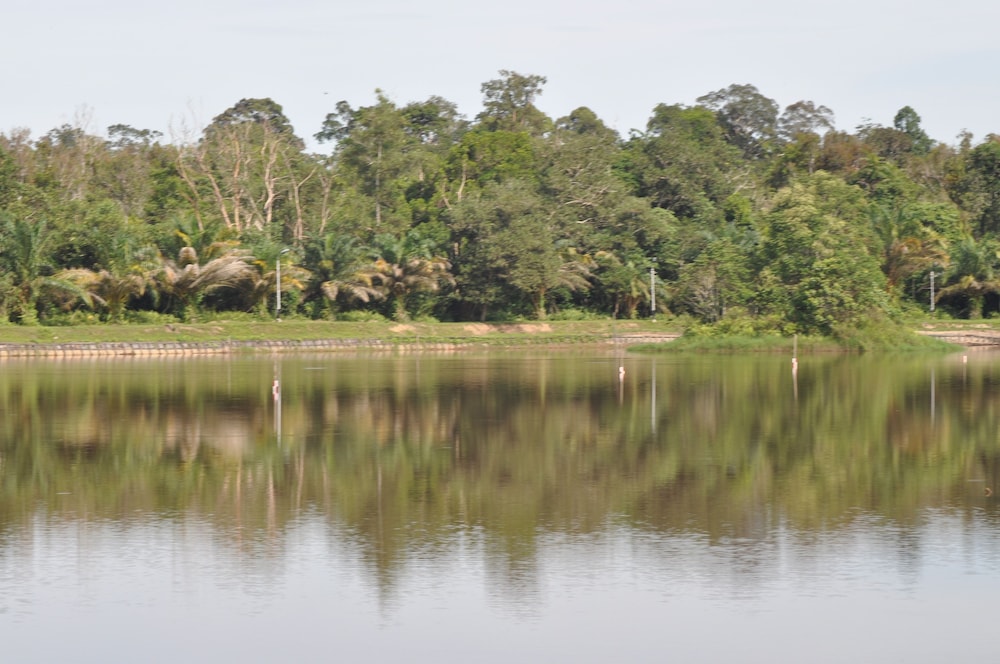 Samboja Lodge