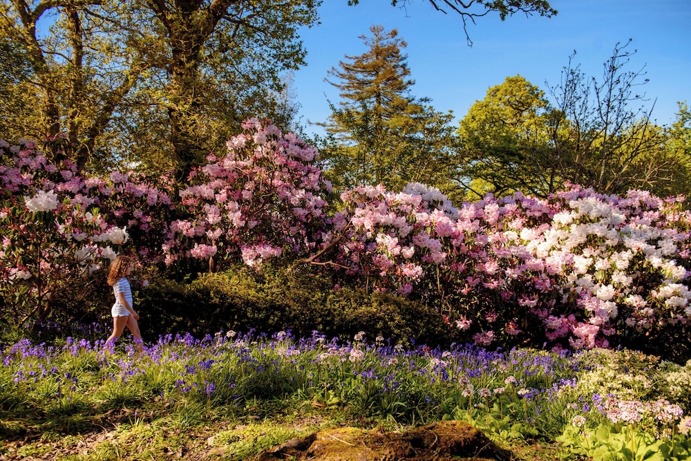 The Forest at Mount Congreve Gardens