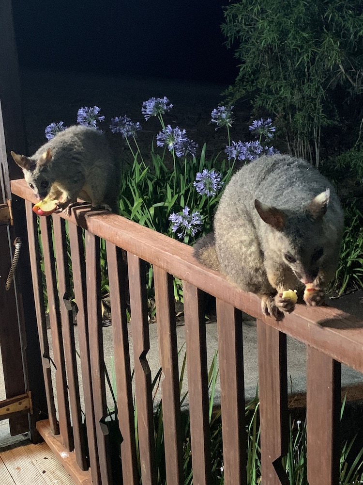 Blackwattle at Barrington Tops