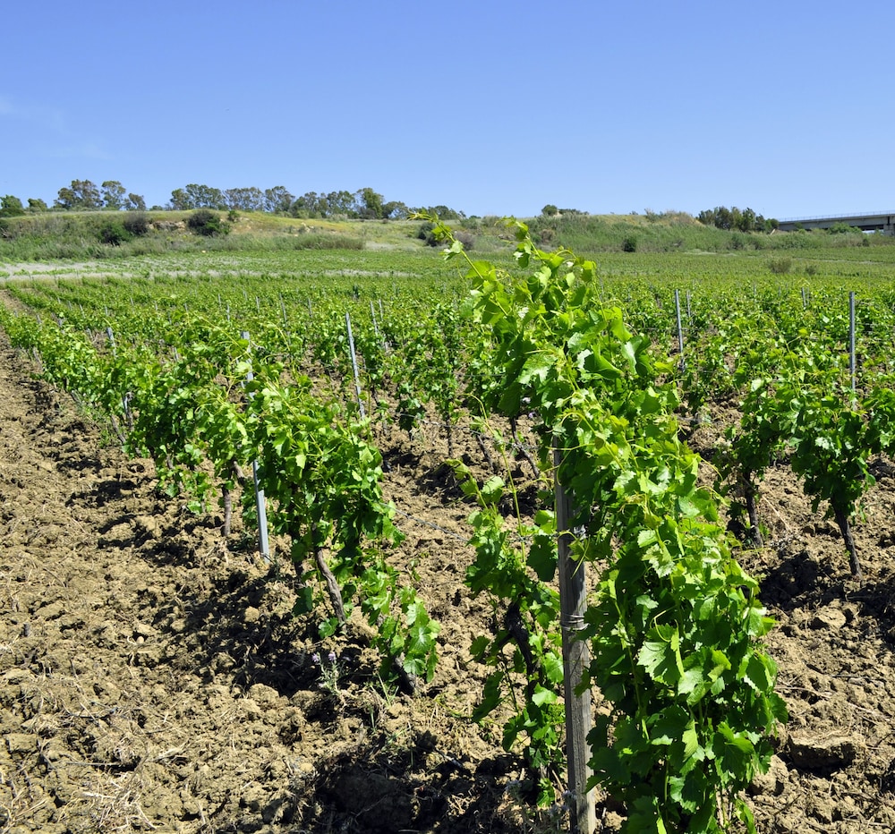 Fattoria Manostalla
