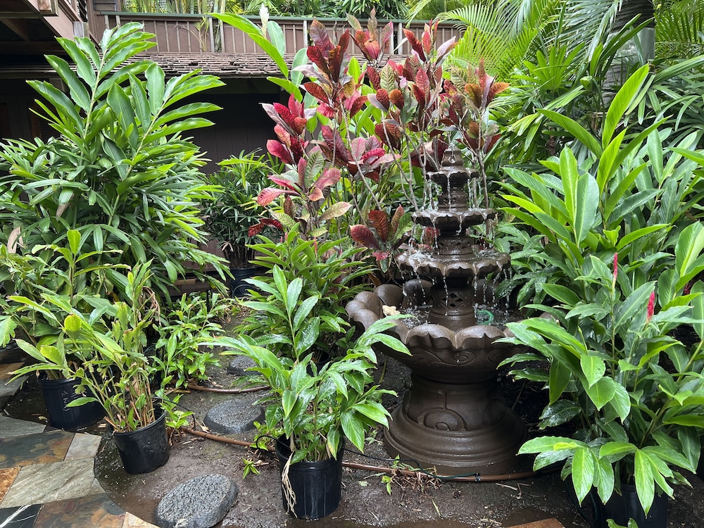 Maui What A Wonderful B&B Pineapple Ste view 5