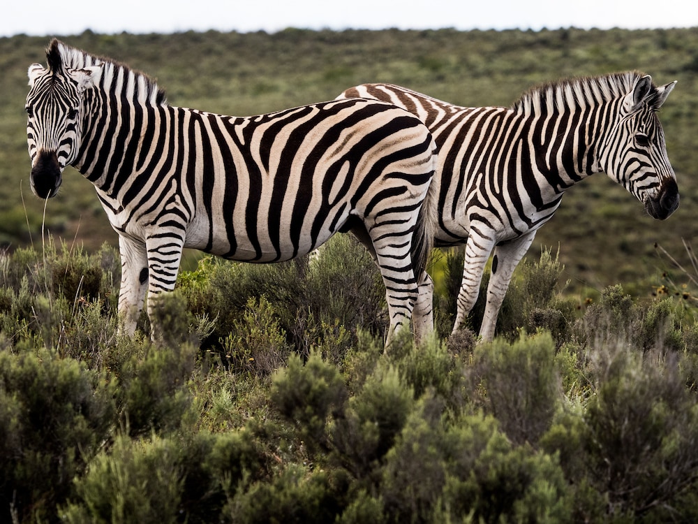Garden Route Safari Camp
