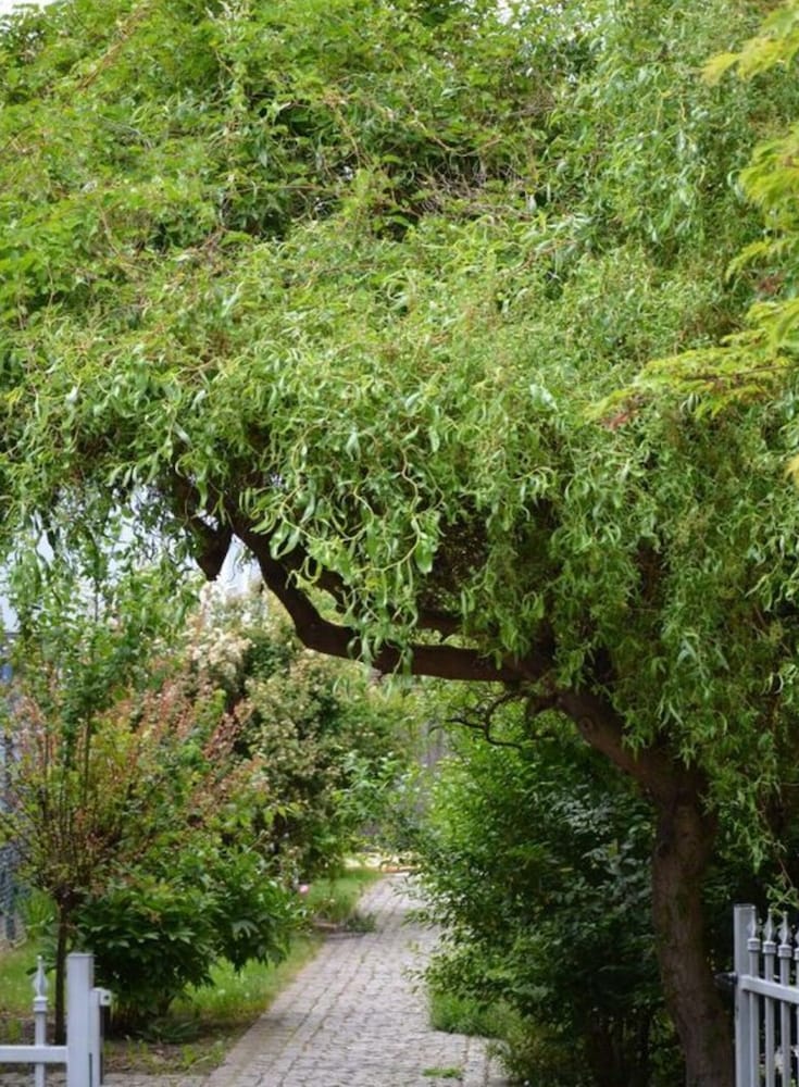 Dresden Vacations - Holiday Apartment Coffee Mill - Property Image 5