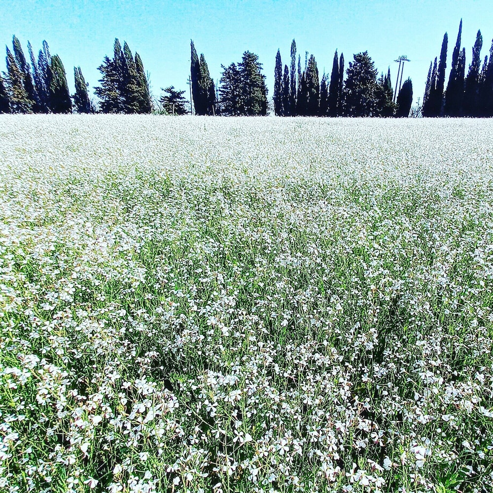 Masseria Fracchicchi