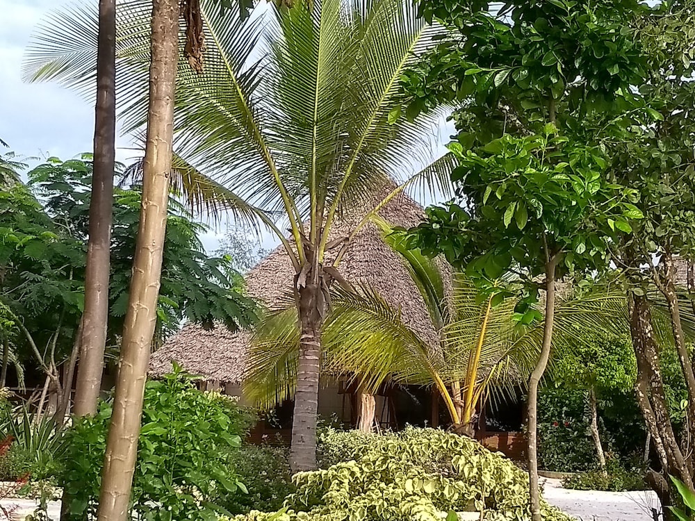 Kiwengwa Vacations - Marafiki Bungalows - Property Image 67