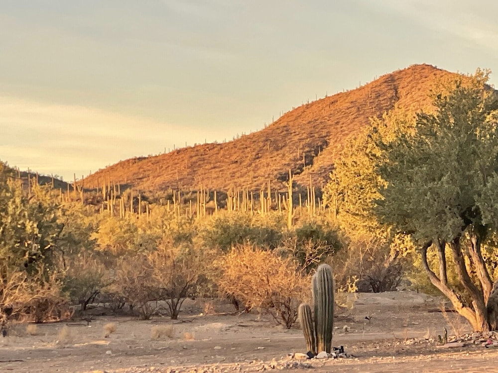 SaguaroGlamp