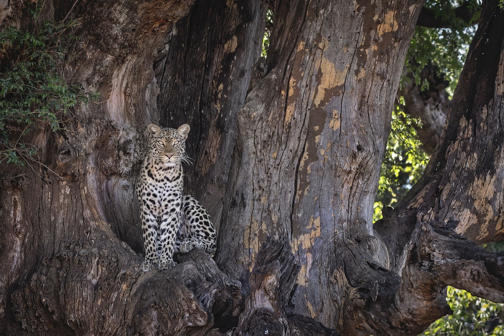 Kolokolo Safari Home – Mashatu Game Reserve