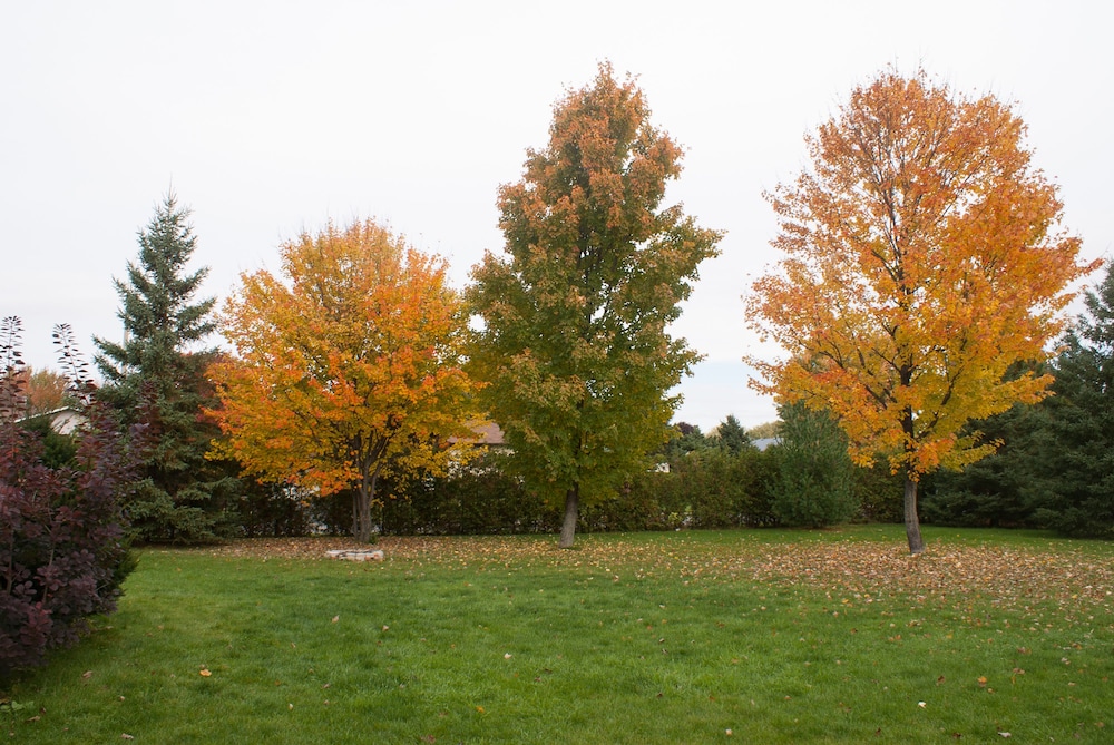 High Trees Bed & Breakfast