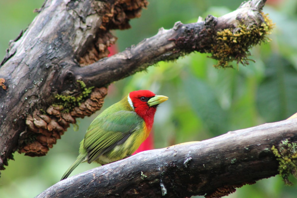 River Nest Lodge Costa Rica view 4