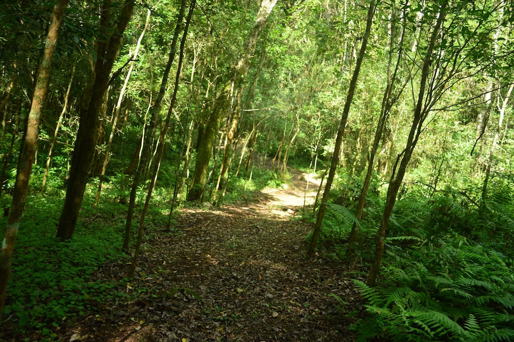 Coati Lodge