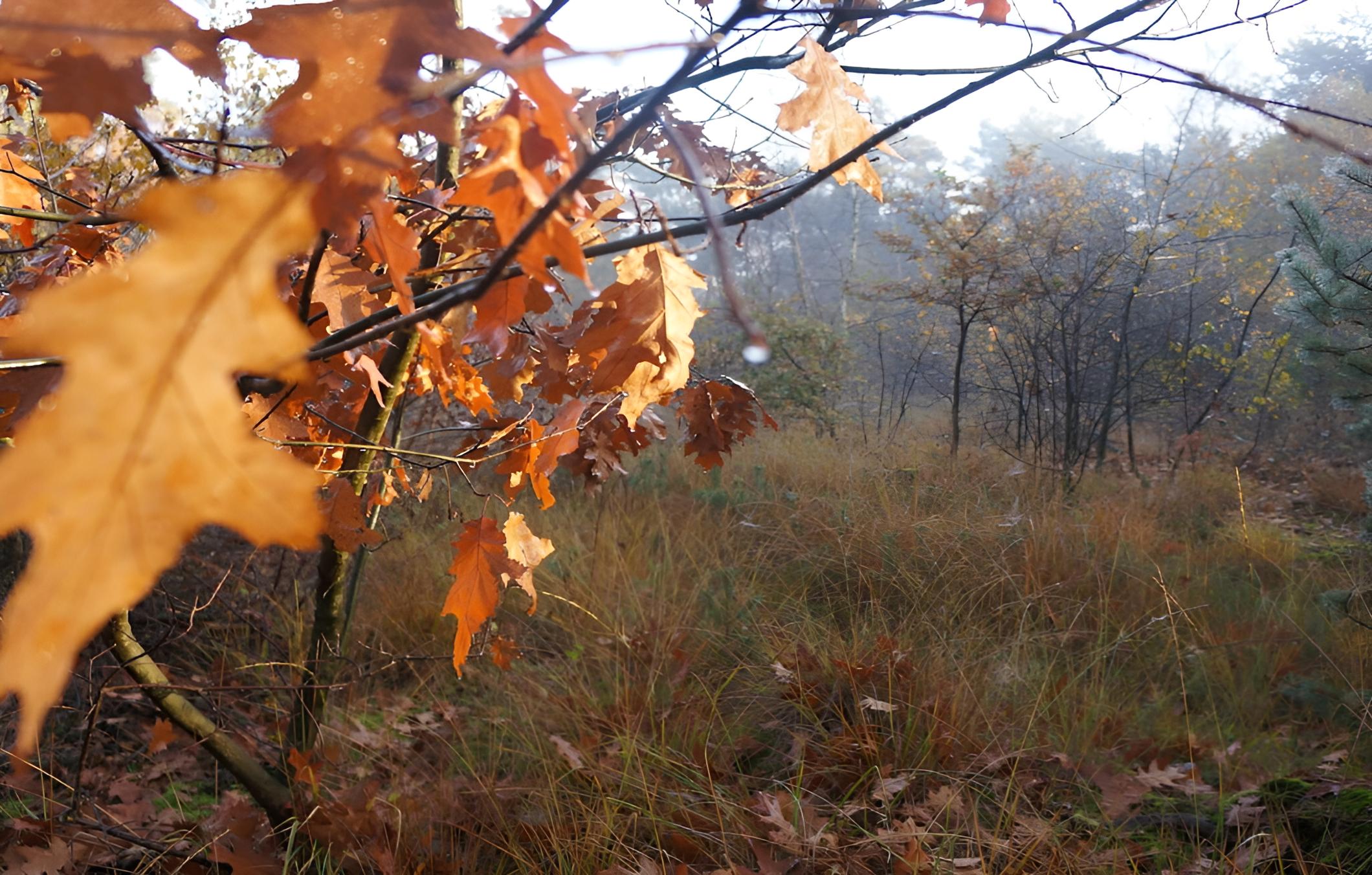 Photo 47
