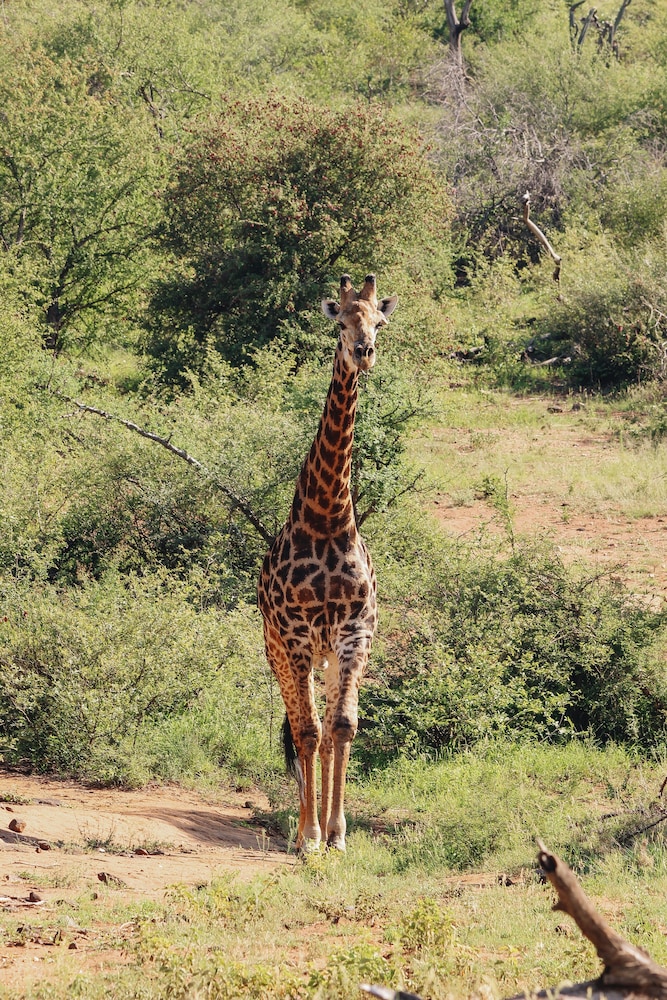 Nyati Safari Lodge