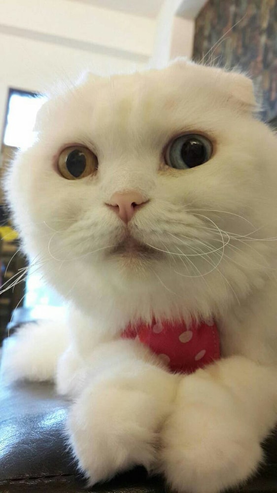 Smokey Cat B&B