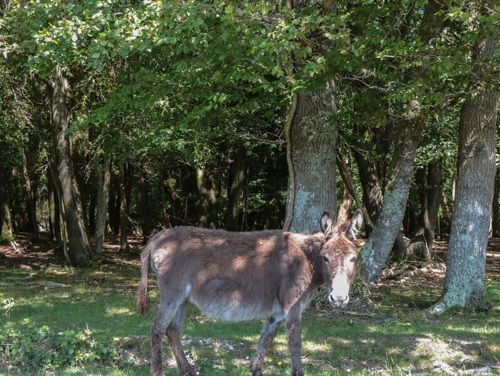 Brook Farm