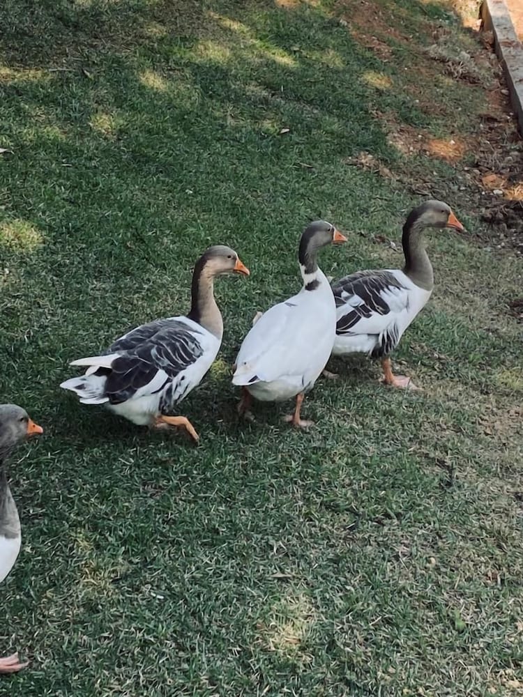 Pousada Quinta dos Doges Ltda