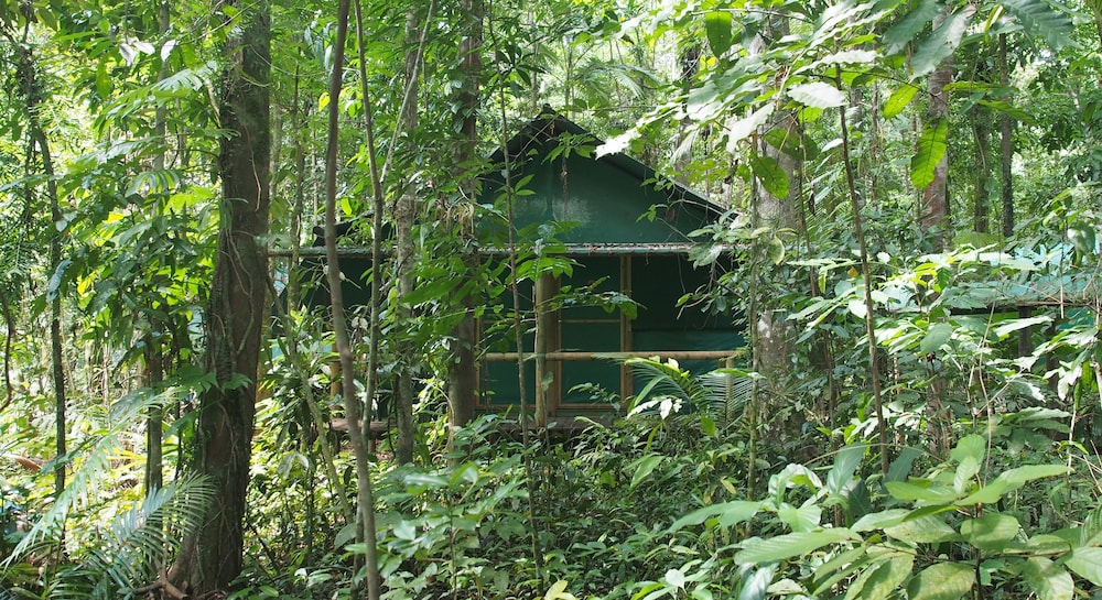 Daintree Crocodylus