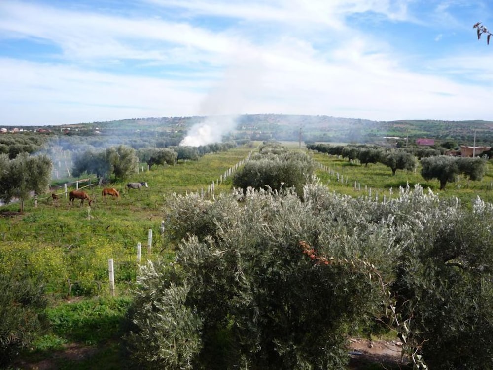 Ryad des Vignes