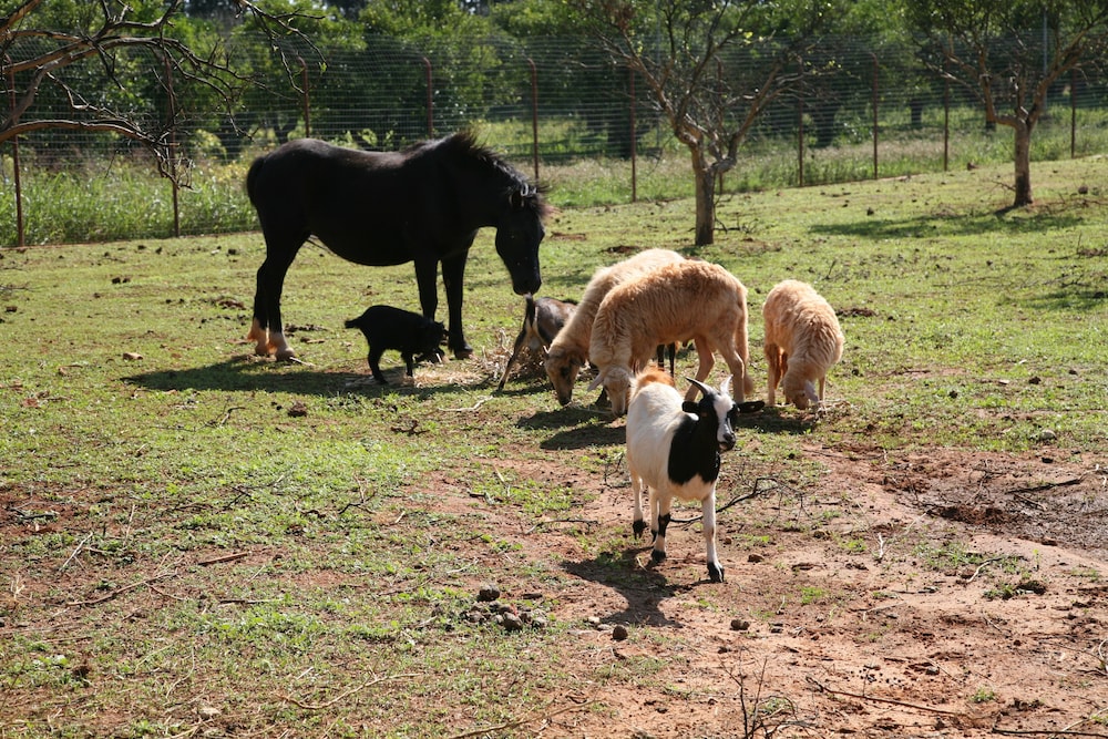 Castelvetrano Vacations - Case di Latomie Agriturismo - Turismo Rurale - Property Image 6