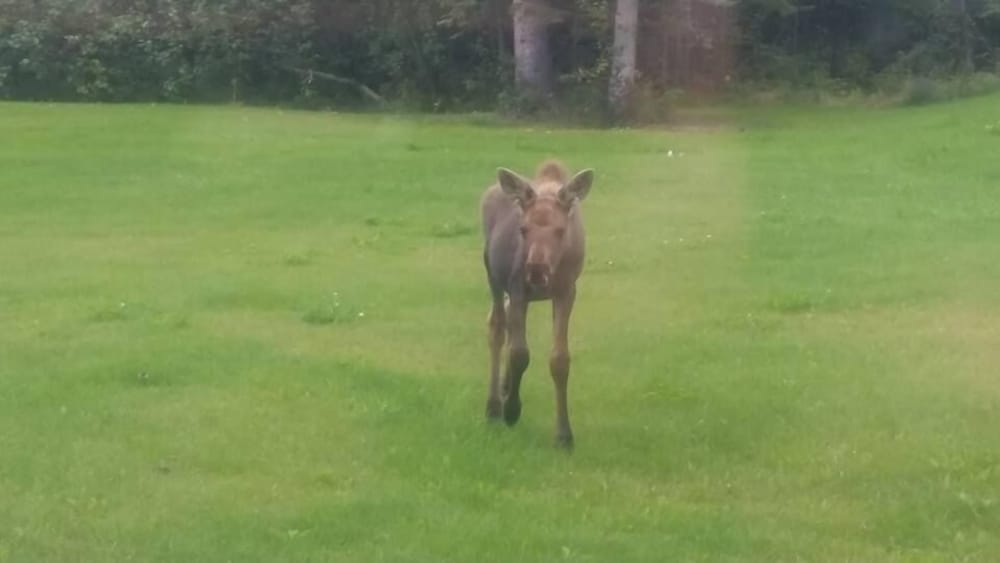 Alaska Haven - Property Image 17