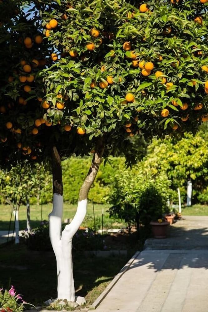 Photo 25