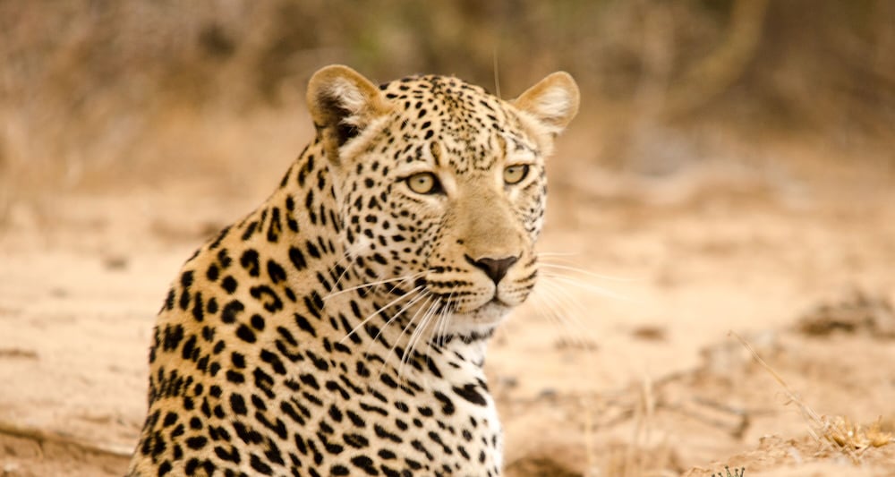 Elandela Private Game Reserve & Luxury Lodge