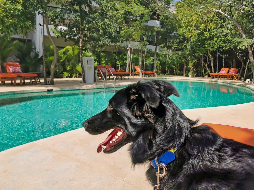 Kimpton Aluna Tulum, an IHG Hotel - Property Image 143