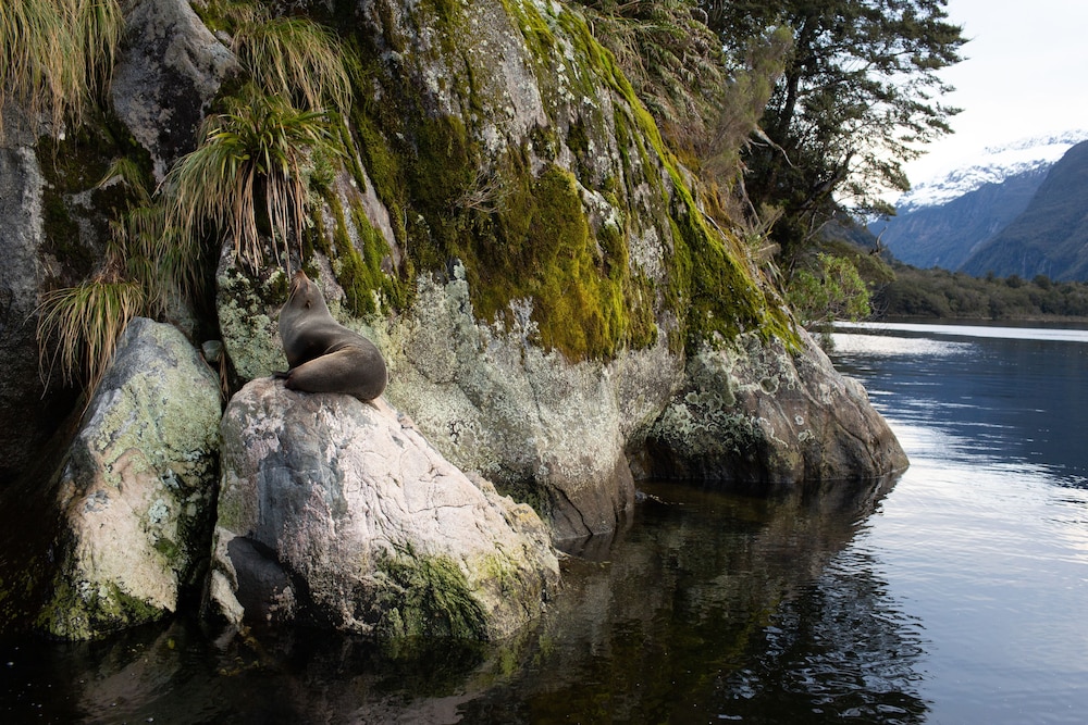 Fiordland Discovery