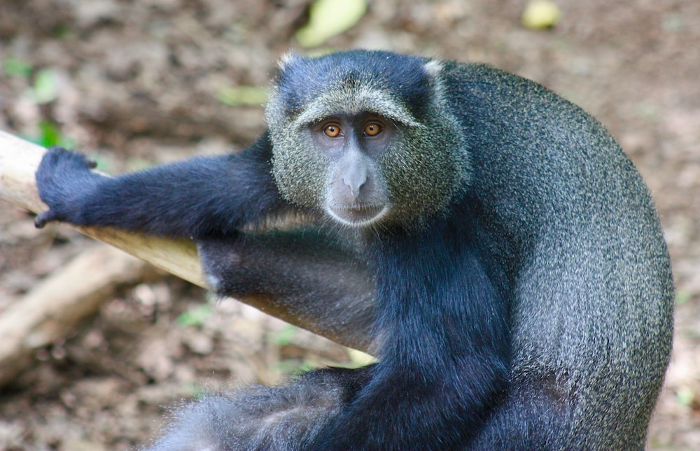 The Vijiji Center Lodge and Safari