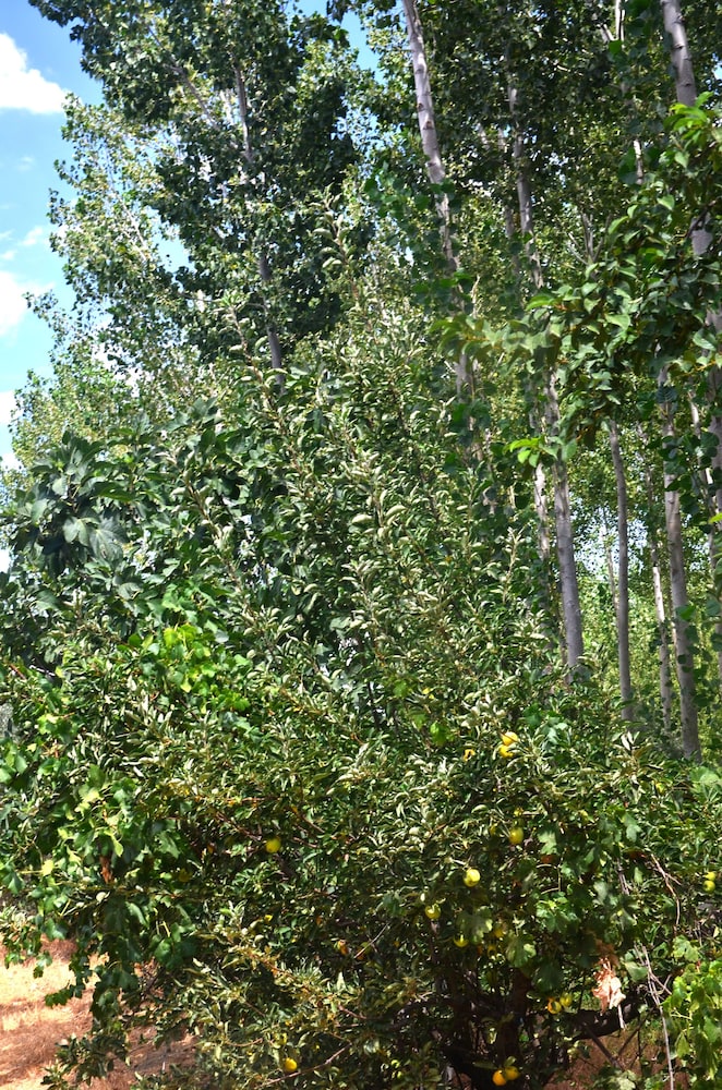 Photo 11