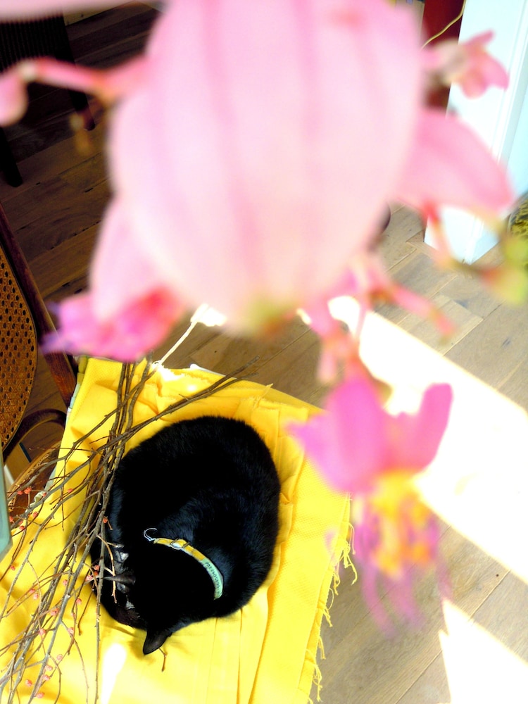 Miss Ortelia b&b