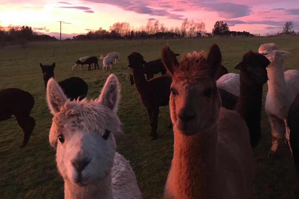 Valley Views - Alpacas - Sleeps 4 - Parking - Pets