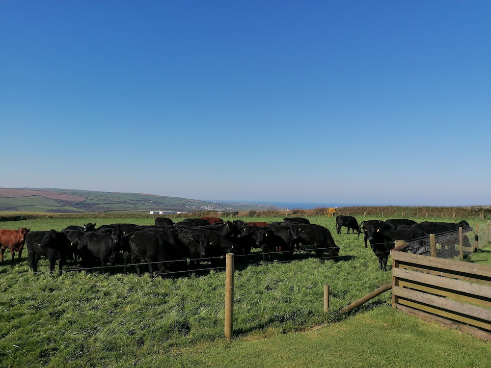 Boscastle View