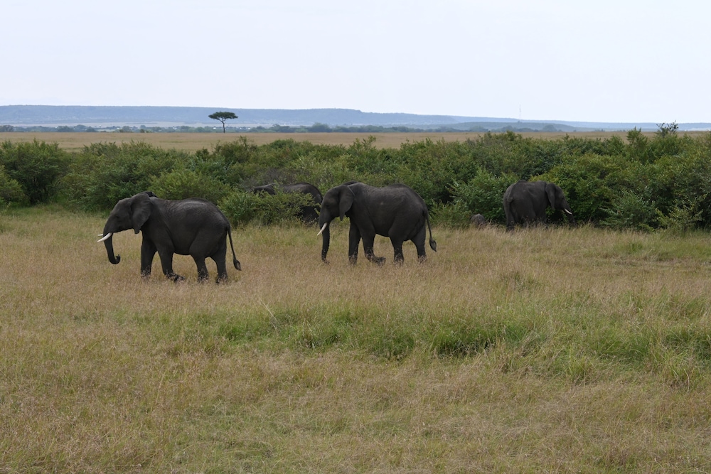 Drunken Elephant Mara