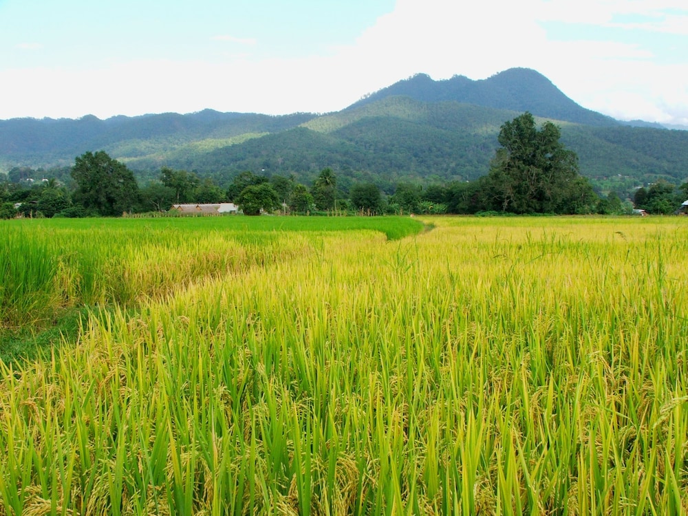 Good Morning Pai
