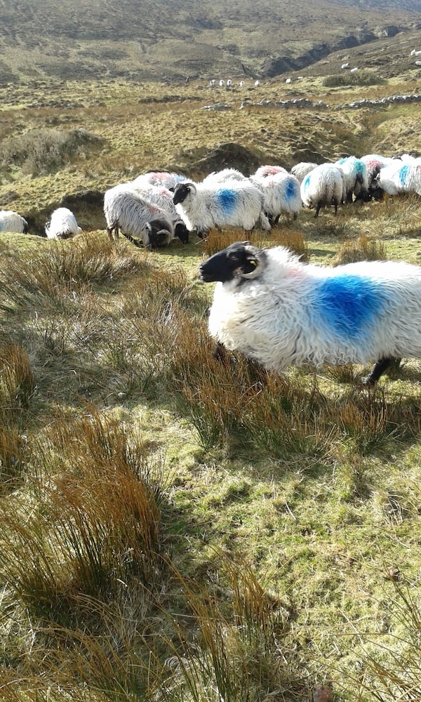 West Coast House BB - Property Image 13