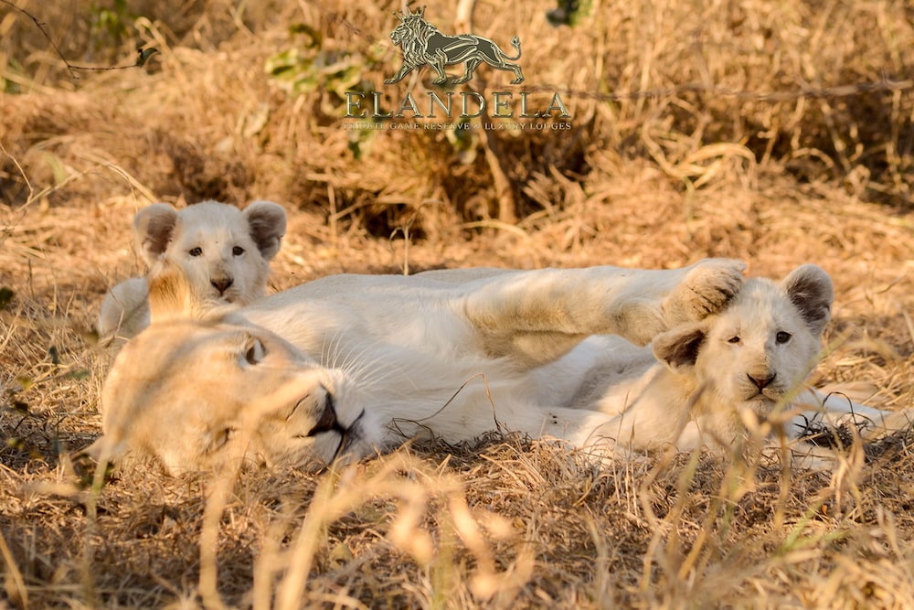 Elandela Private Game Reserve & Luxury Lodge