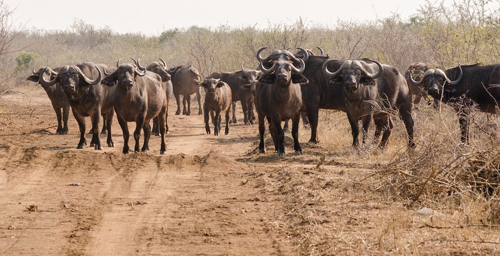 Elandela Private Game Reserve & Luxury Lodge