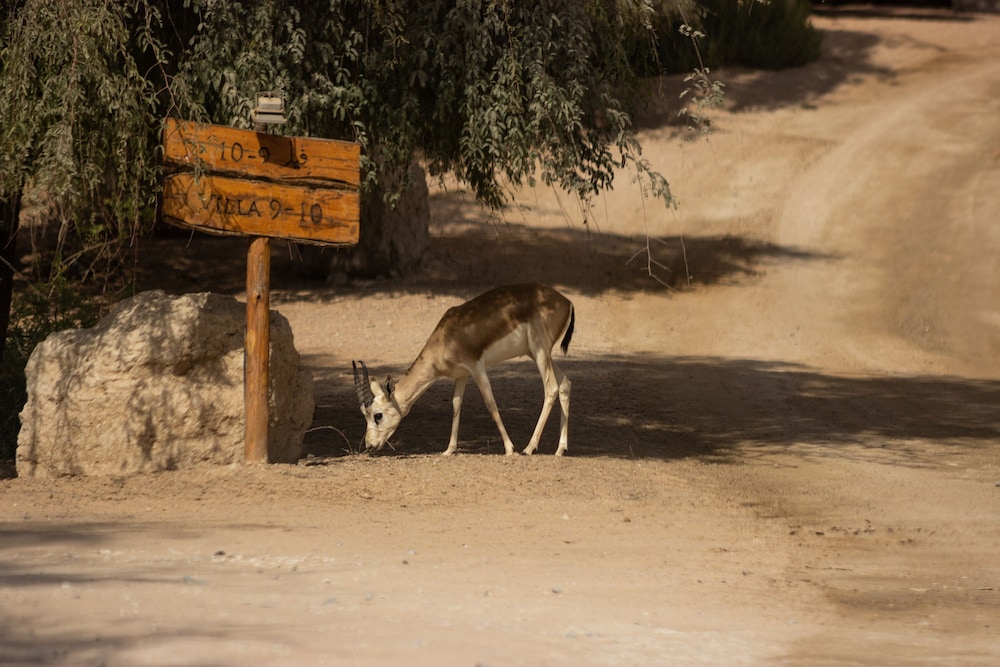 Telal Resort, Al Ain