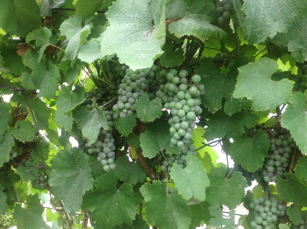 Columbia Gardens Winery and Grape Escape Guesthouse