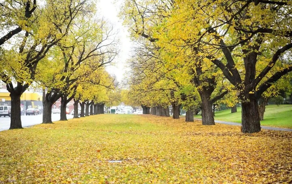 A Comfy & Cozy Apt in Clifton Hill, Free Parking