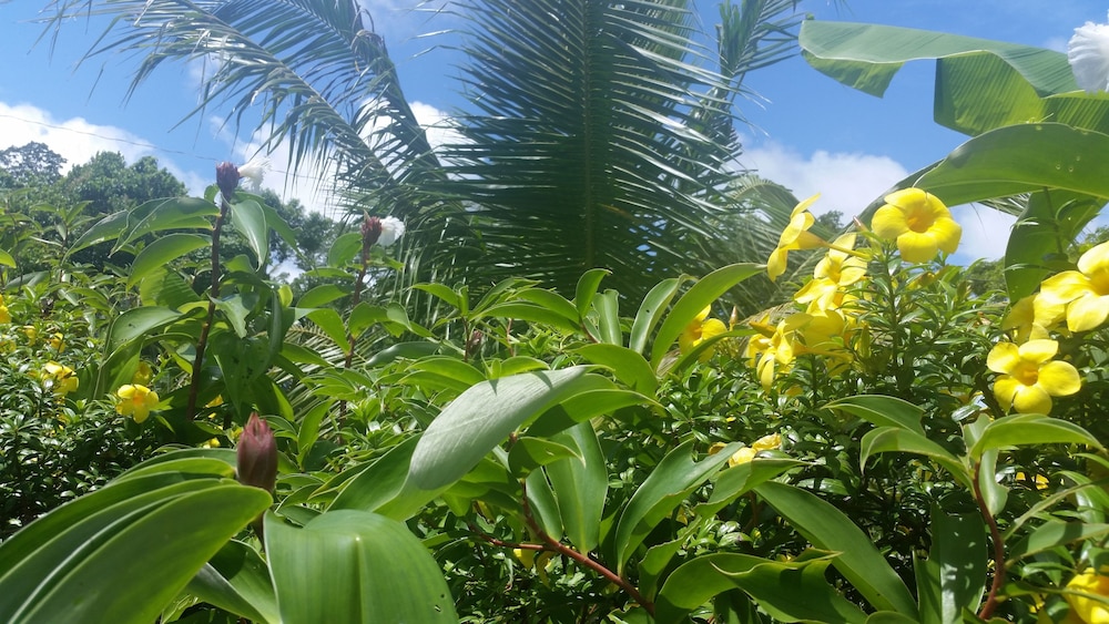 Banana Grove Backpackers Inn