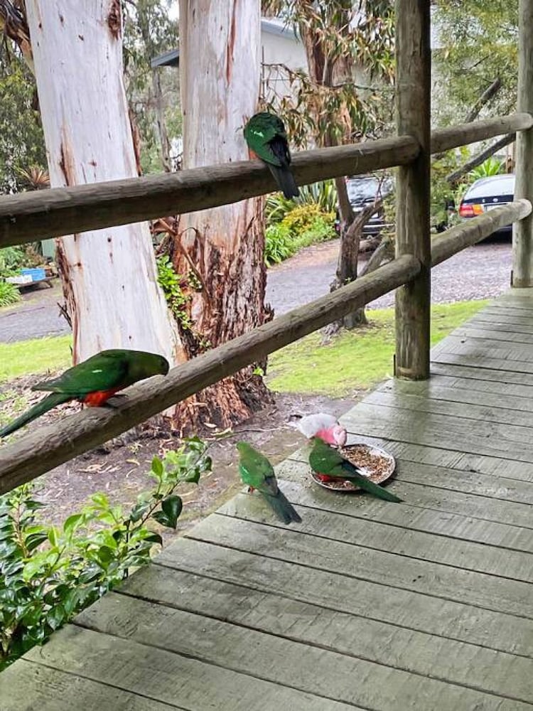 Groovy Log House Lorne Ocean View Log House Pet Friendly Freshly Renovated