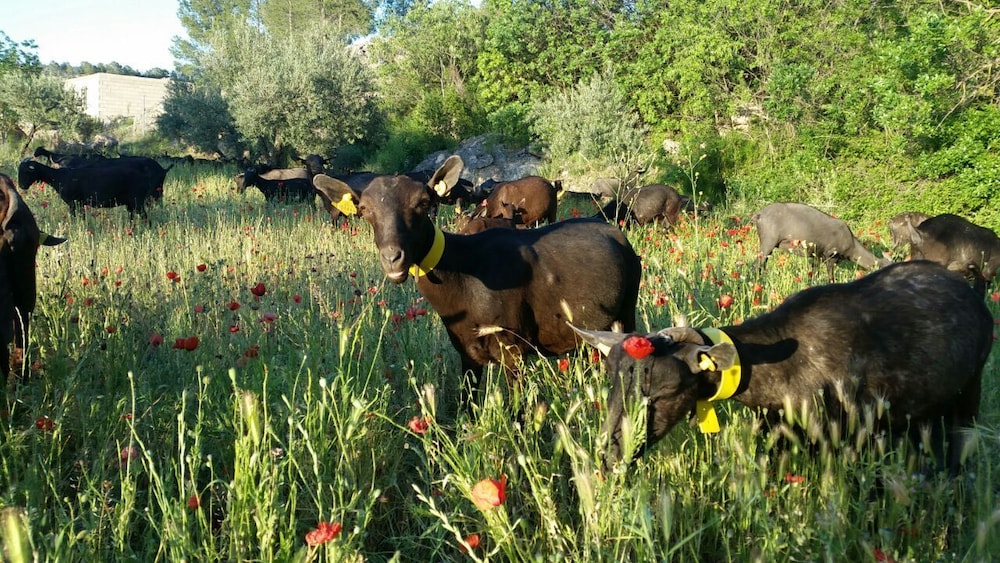 Agroturismo La Artezuela