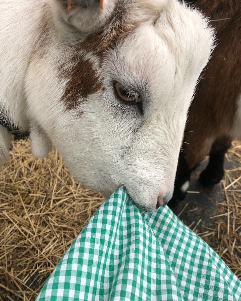 Willow Court Farm